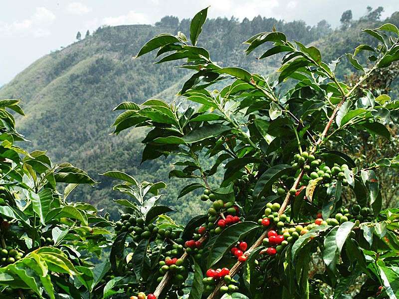 Café de Jamaïque Blue Mountain en grain - La Brulerie du Rendez-vous