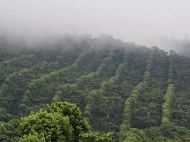 Salvador Coffee Finca Villa Galicia, Micro-lot 21